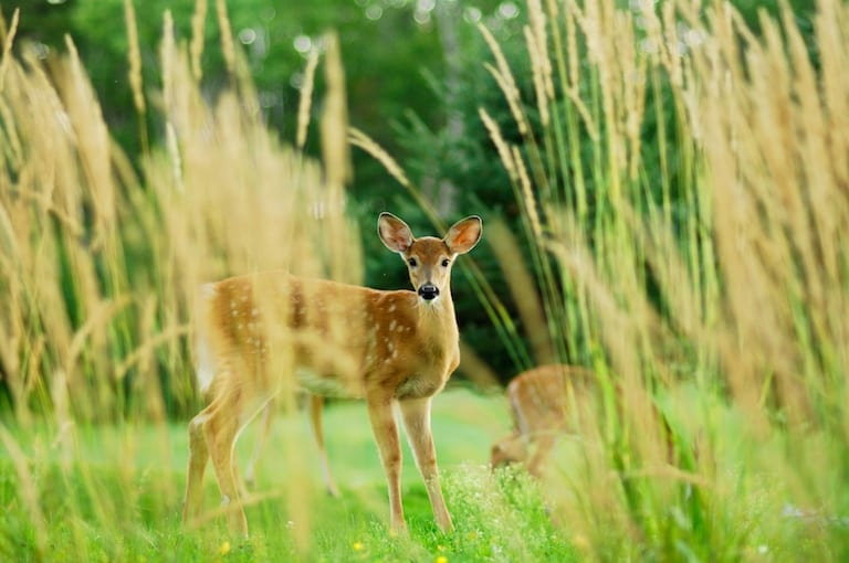 Digital Camera Mastery Learn How To Use Your Digital Camera