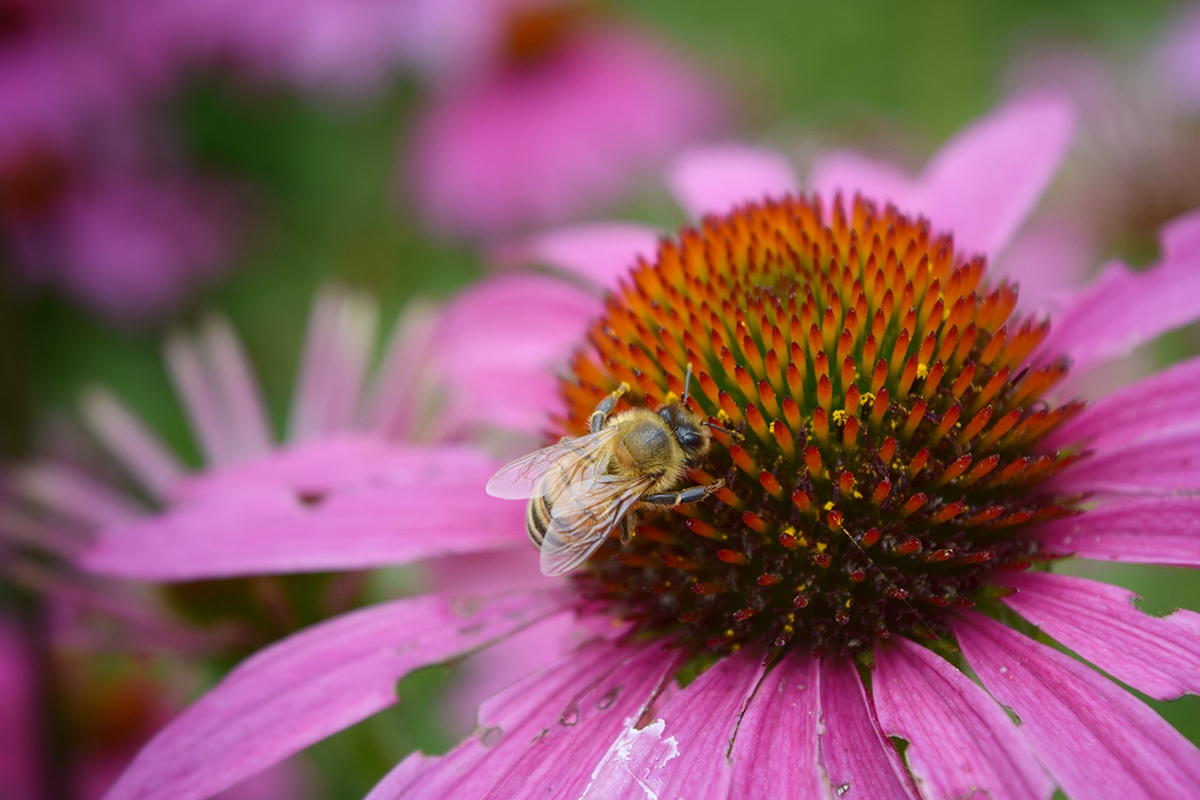 Take Better Photos: 7 Tips You Can Start Using Today