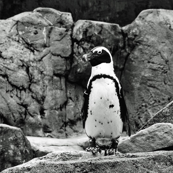 black and white photography penguin